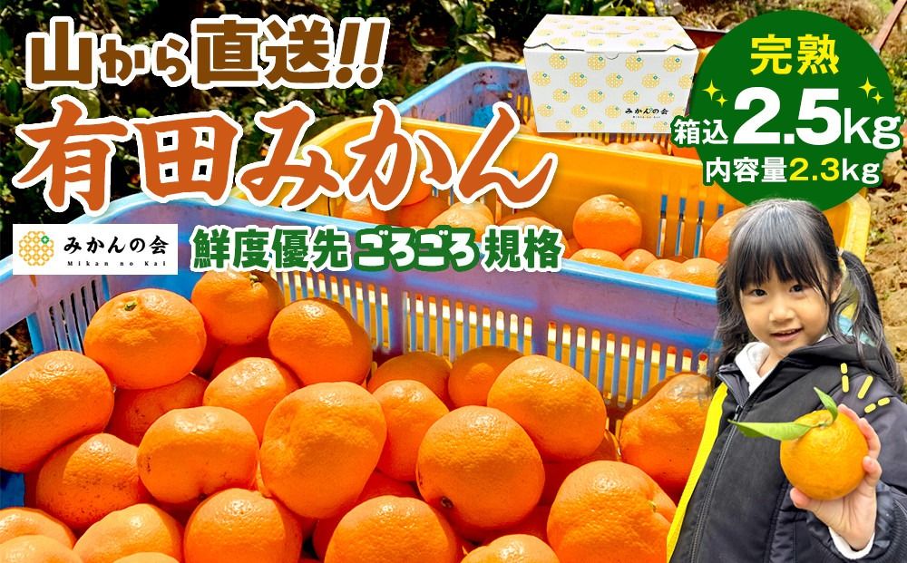 みかん 山から直送 箱込 2.5kg ( 内容量約 2.3kg ) 鮮度優先ごろごろ規格 和歌山県産 産地直送 家庭用[2025年11月中旬より2026年1月中旬頃順次出荷予定][みかんの会]