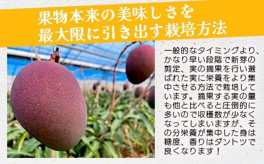 《2026年7月以降発送》最高糖度20度！？ 完熟！石垣島産冬眠ミニマンゴー 【 沖縄 石垣 数量限定 フルーツ ミニ マンゴー 冷凍 完熟 真空 】TF-18-1_R8