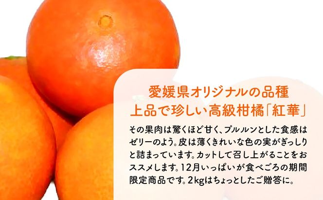 【先行予約】紅華（生果）約5kg （2026年12月上旬より順次発送） IKTF015
