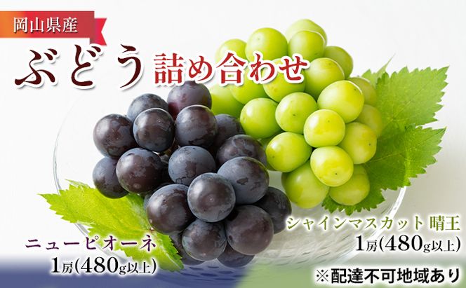 ぶどう 2026年 先行予約 詰め合わせ ニュー ピオーネ 1房（480g以上）・ シャイン マスカット 晴王 1房（480g以上）化粧箱入り ブドウ 葡萄  岡山県産 国産 フルーツ 果物 ギフト 