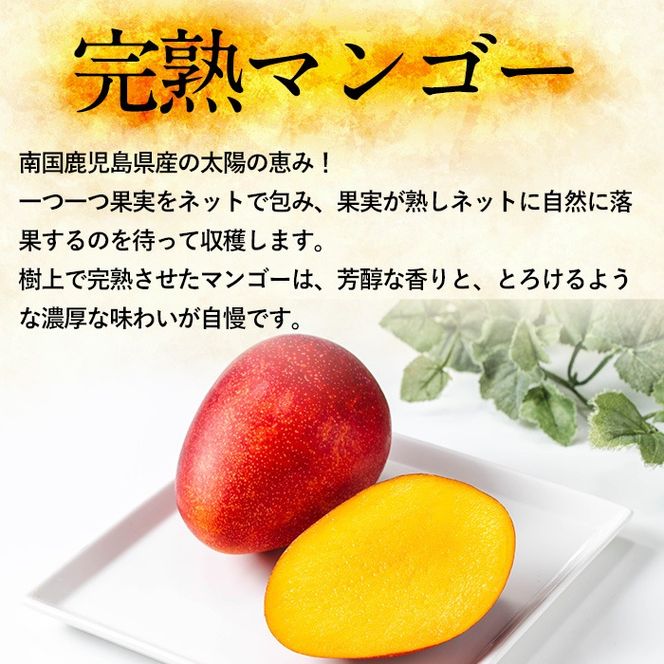 【0145912a】＜秀品・数量限定！先行予約＞南国鹿児島県産の太陽の恵み！完熟マンゴー(大玉1個・550g以上) 果物 フルーツ 果実 デザート 国産 冷蔵 【東串良物産館ルピノンの里】