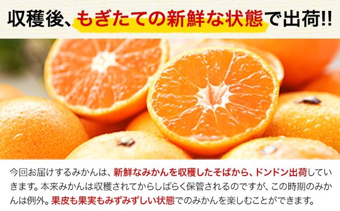 訳あり みかん 小玉みかん くまもと小玉みかん 2.5kg (2.5kg×1箱) 秋 旬 不揃い 傷 ご家庭用 SDGs 小玉 たっぷり 熊本県 産 S-3Sサイズ フルーツ 旬 柑橘 長洲町 温州みかん《11月中旬-12月上旬頃出荷》---fn_nkomikan_g11_24_6000_2500g---