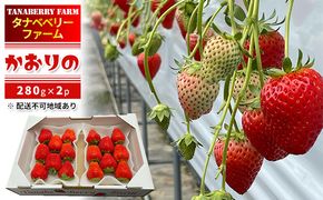 いちご かおりの苺 280g×2パック 早期受付 配送不可 北海道 東北 果物類 フルーツ おやつ デザート 食後 上品な香り 酸味が少ない 産地直送 国産 