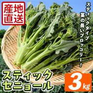 ＜先行予約受付中！2026年11月上旬以降順次発送予定＞ スティックセニョール (3kg) 国産 鹿児島県産 阿久根市産 ブロッコリー 野菜 サラダ お弁当 ピクニック 産地直送 茎ブロッコリー 肉巻き 数量限定 期間限定 【うとさんち】akn067-26