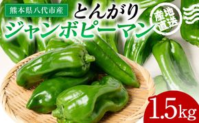 産地直送 とんがりジャンボピーマン 1.5kg 野菜 やさい 野菜炒め サラダ 夏野菜 新鮮 旬 無限ピーマン おつまみ BBQ バーベキュー 肉詰め 熊本県 八代市