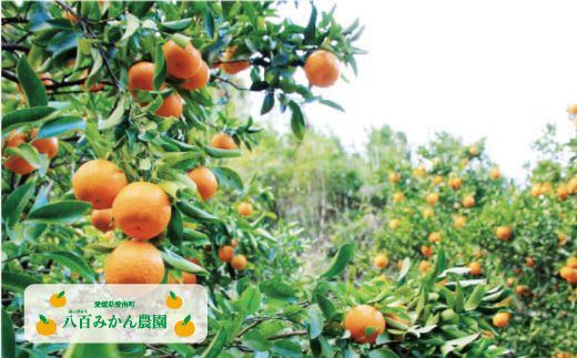 【 訳あり 】 ぽんかん 7kg 先行予約 <発送期間：1月中旬～無くなり次第終了> 八百みかん農園 の ぽんかん 7000円 家庭用 7kg 先行 事前 予約 受付 みかん 不知火 はるみ 防腐剤不使用 愛媛 産地直送 国産 農家直送 糖度 甘味 果樹園 期間限定 数量限定 特産品 ジュース 人気 限定 愛南  新鮮 果実 さわやか 風味 甘い フルーツ 果物 柑橘 蜜柑