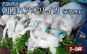朝どれ アオリイカ 3～8杯 下処理なし セット 詰め合わせ イカ 烏賊 いか 魚介 魚介類 海鮮 海鮮セット 新鮮 福井 福井県 若狭町