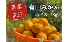 有田みかん L 5kg 贈答用 乳酸菌栽培  	CX029