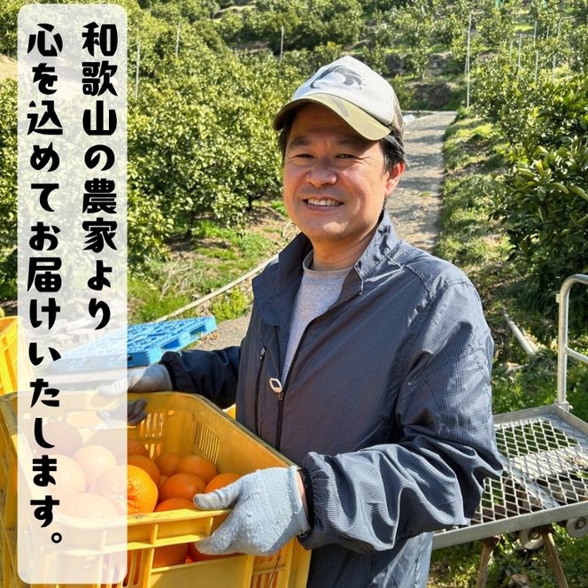 【特撰】セミノール 5kg+200g(補償分)｜ みかん 高級 くだもの 晩柑 柑橘 和歌山