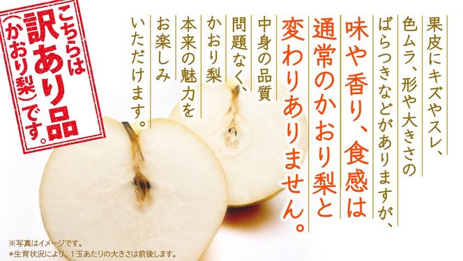＜ 訳あり ＞ かおり 約5kg 【2026年9月より発送開始】（茨城県共通返礼品 [梨]：大子町産） ご家庭用 フルーツ なし ナシ 和梨 梨 わけあり 果実 旬のフルーツ お取り寄せ くだもの 果物 みずみずしい