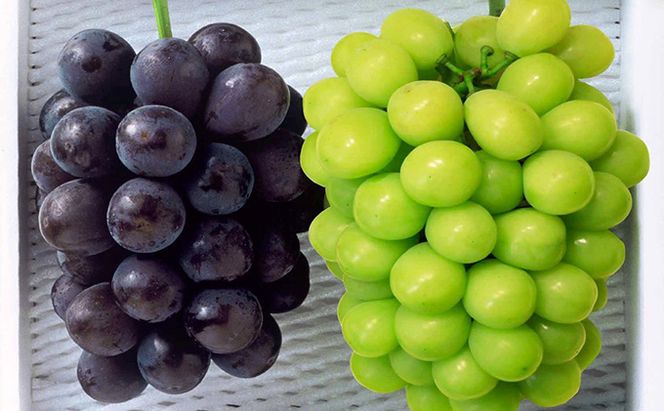 ぶどう 2026年 先行予約 種無し ぶどう 詰合せ 2房 合計1.2kg以上 マスカット ブドウ 葡萄  岡山県産 国産 フルーツ 果物 ギフト 環山堂 