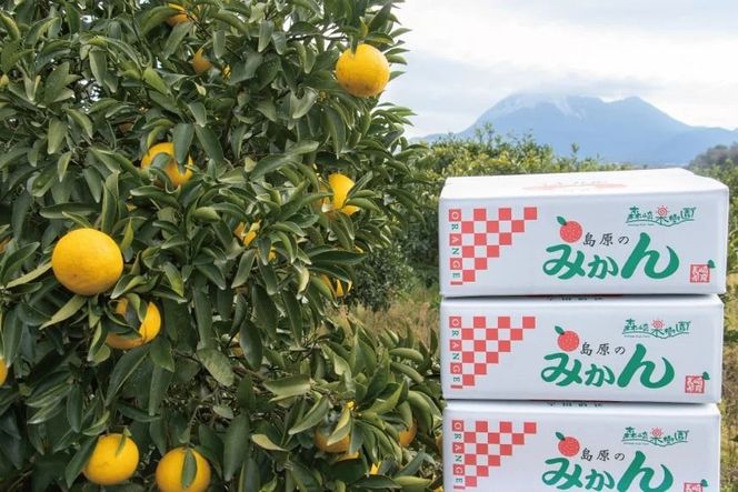 CA040 雲仙普賢岳の風が育む みかんセット 12kg [みかん ミカン 旬 12キロ 長崎県 島原市]