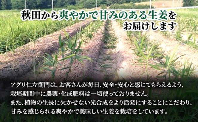 先行予約 秋田県 にかほ市産  新生姜1kg【 生姜 しょうが ショウガ ジンジャー 薬味 】