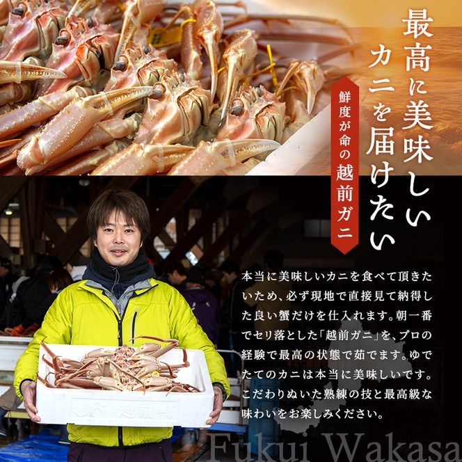 期間限定 茹で 越前ガニ 約800g以上 1杯 配送 食通もうなる本場の味をぜひ、ご堪能ください 越前かに 蟹 カニ ズワイガニ 海鮮 福井県 若狭町
