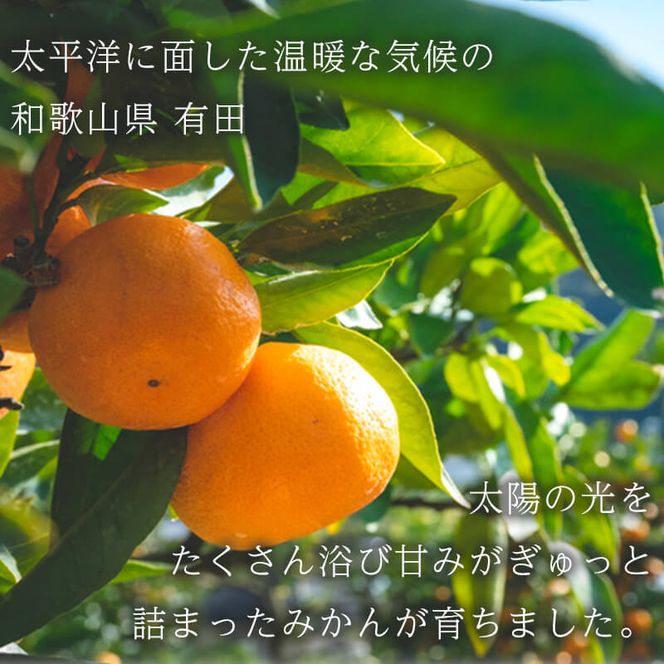 濃厚完熟！ 有田みかん 約3kg (2S～Lサイズ混合 家庭用)_BG6111n