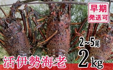 【漁師直送】活伊勢海老２kg〈 お刺身 ・ お鍋 などに おすすめ 〉