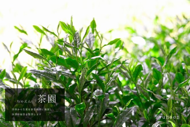 初めての「茶道具と抹茶」セット（初回＝薄茶、2回目＝濃茶）全2回コース〈定期便 宇治抹茶 抹茶 お茶 茶 緑茶 薄茶 濃茶 茶道 初心者 石臼挽き 飲料 加工食品〉 飲料類 