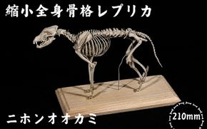 全身 骨格 レプリカ ニホンオオカミ 縮小 / 標本 コレクション プラモデル 動物 標本 骨格 狼 フィギュア インテリア 模型 動物 博物館 頭蓋骨 ミニチュア 3D プリント【anf949-shk-nok】