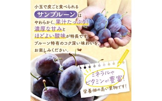 【先行予約：2026年9月中旬以降発送】小玉で食べやすい！ 余市産 生プルーン 1.6kg サンプルーン 甘酸っぱい_Y127-0018