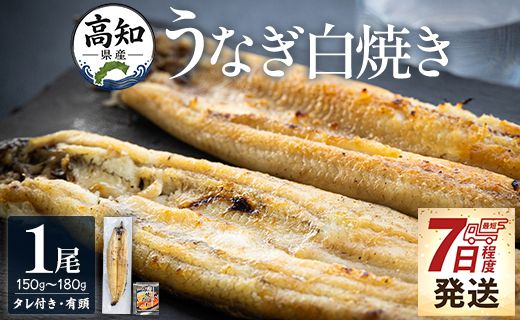 高知県産うなぎの白焼き 150～180ｇ×1尾 早い スピード発送 7日程度 早く届く スピード配送 エコ包装 国産 うなぎ 白焼き 鰻 冷凍 高知 yw-0113