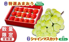 数量限定 定期便 2回 うるう農園 特選 あまおう 400g 先行予約 ゆう美果樹園 シャインマスカット 1～3房 約1kg いちご シャイン セット ※配送不可：離島