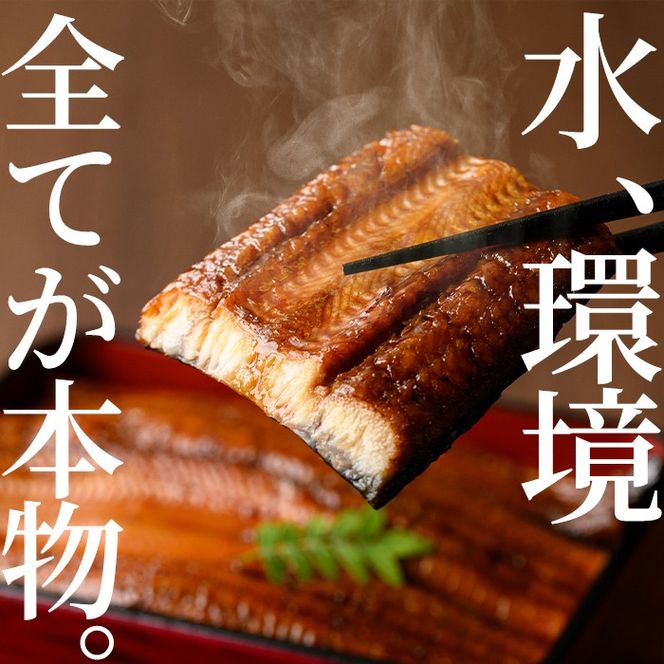【0304303b】＜定期便・全3回＞東串良町のうなぎ蒲焼(無頭)(2尾・計約300g・タレ、山椒付×3回)うなぎ 高級 ウナギ 鰻 国産 蒲焼 蒲焼き たれ 鹿児島 ふるさと 人気【アクアおおすみ】