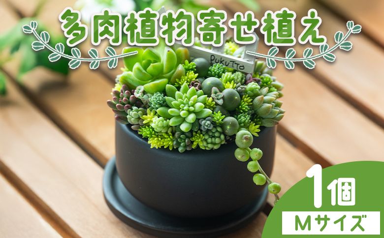 多肉植物の寄せ植え Mサイズ - 鉢植え インテリア ガーデニング おしゃれ グリーン プレゼント 観葉植物 多肉 植物 寄せ植え かわいい お楽しみ 自然 PUKUTTO 高知県 香南市 pk-0002