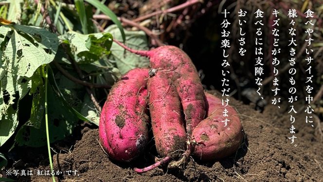 【茨城県産】さつまいも 紅あずま 3kg サイズ無選別品(土付き) 芋 サツマイモ 甘い 焼き芋 国産 おいしい 天ぷら 煮物 スープ 大学芋 [DS03-NT]