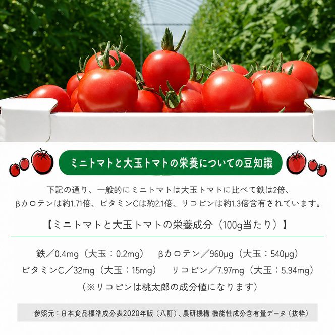 【2026年産】ミニトマト ジュース (北海道 仁木町産 ミニトマト[エコスイート]100%) 1L×2本 無塩・無糖・保存料無添加【栽培期間中 農薬・化学肥料不使用 】 野菜飲料 ジュース トマト [Farm Watanabe]