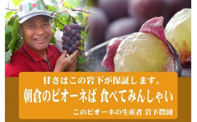 ぶどう ピオーネ 2房 化粧箱入り ブドウ 葡萄 デザート フルーツ 果物 (有)ティース 配送不可：離島 
