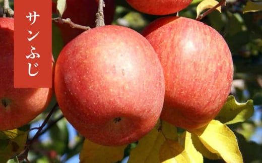  長野県産 季節の旬のりんご 約3kg 6～12玉［小布施屋］ りんご 林檎 リンゴ  果物 フルーツ 令和7年産 【2025年10月～2026年2月発送】 ［H-72］