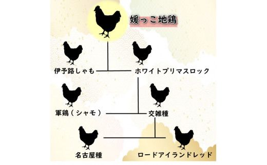 定期便 3回 数量限定 最高級 ブランド 地鶏 媛っこ地鶏 セット3種 ソーセージ プレーン 鶏肉 鶏むね 鶏もも こだわり 小分け