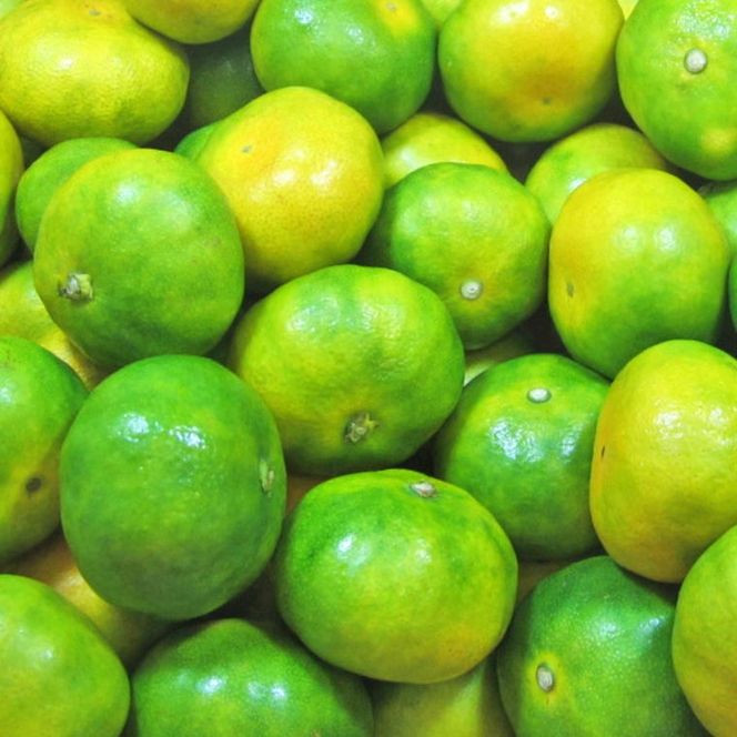 【先行予約】[産直] YN26 極早生 みかん 約5kg 2S～Mサイズおまかせ｜ミカン フルーツ みかん 果物 くだもの 柑橘 早生 極早生 和歌山県産