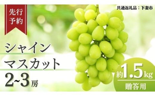 《 先行予約 》 シャインマスカット 2～3房 ( 約 1.5kg )  贈答用 【2026年8月下旬頃発送開始】 ( 共通返礼品：下妻市 )フルーツ 果物 マスカット ぶどう 葡萄 ブドウ 旬 国産 産地直送 化粧箱 ギフト 【石﨑ぶどう園】 [DT002us]