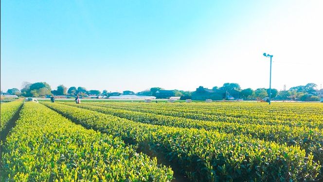 【農林水産大臣賞受賞工場謹製】特選お茶バラエティセット　[AE003ya]