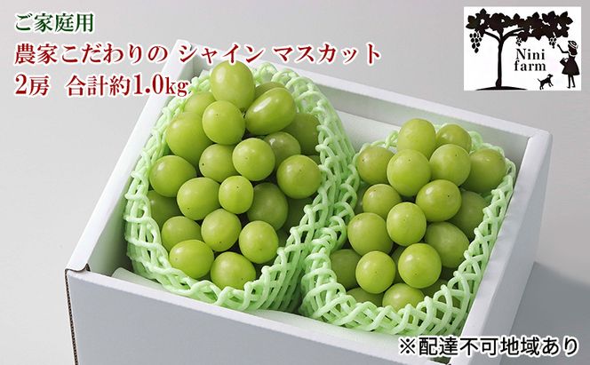 ぶどう 2026年 先行予約 【平均糖度20度】 ご家庭用 農家こだわりの シャイン マスカット 2房 合計約1.0kg ブドウ 葡萄 岡山県産 国産 フルーツ 果物 【 Nini farm 農家 直送 】