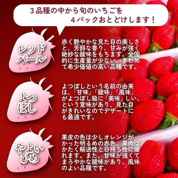 新鮮採れたて 朝摘みいちご 4パック（苺 イチゴ いちご フルーツ 2026 産地直送 限定）