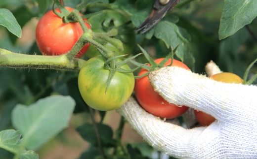 【数量限定】水田さんのフルーツトマト２㎏定期便（全3回 / 2・3・4月お届け / 簡易箱入）