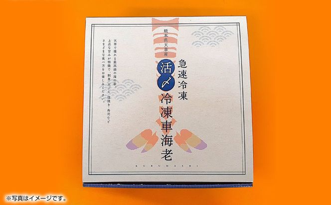 【2025年12月16日迄に入金確認で年内発送】天草産 活〆冷凍 車海老 500g（特大） 12～14尾 車えび 車エビ えび 海老 エビ 冷凍 国産 熊本県 上天草市【2025年11月下旬発送開始】