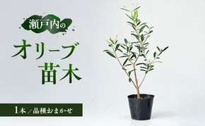 瀬戸内のオリーブ 苗木 1本 植物