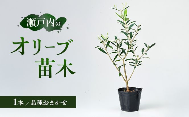 瀬戸内のオリーブ 苗木 1本 植物