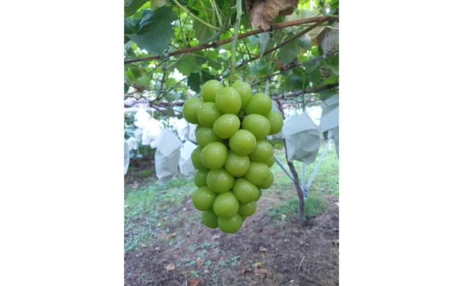 【2026年10月発送】シャインマスカット 訳あり家庭用 約2kg 4～6房 マスカット ぶどう 果物 信州 長野