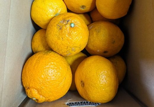 【先行予約】Saito Orange Farmの家庭用不知火4kg ｜ 柑橘 みかん ミカン フルーツ 果物 でこぽん デコポンと同品種 愛媛　※離島への配送不可　※2025年3月中旬頃より順次発送予定