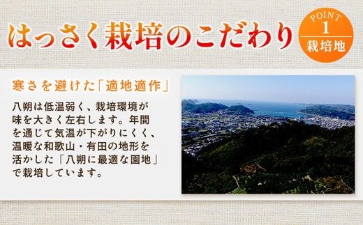 厳選 はっさく1kg+250g（傷み補償分）