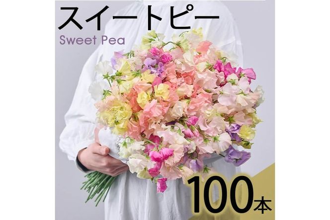 y{茧쒬zs\tI2025N12{ȍ~\聄쒬YXC[gs[~bNX(v100{E50{×2)  t[ Mtg 蕨 v[g 퉷 ۑ {茧 쒬yAL-1zyc_z