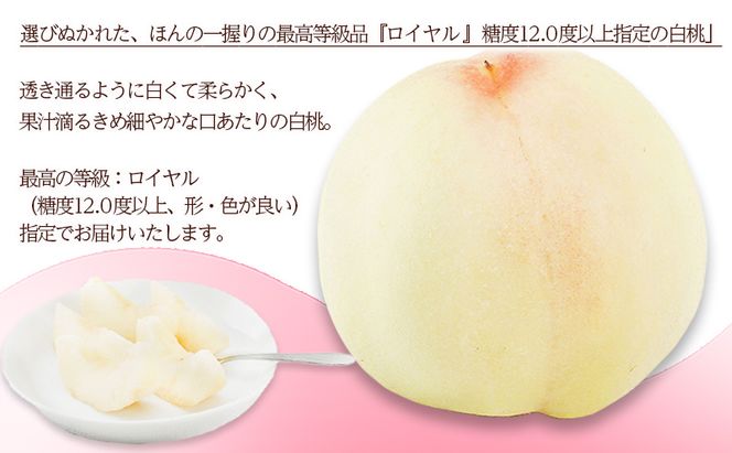 桃 2026年 先行予約 白桃 8玉（1玉200g以上）等級： ロイヤル 化粧箱入り もも モモ 岡山県産 国産 フルーツ 果物 ギフト  最高等級品 糖度12.0度以上 芳潤な香り贈答用 果汁滴る 