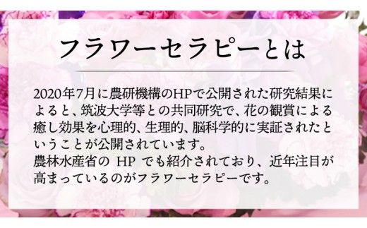【 12ヶ月 定期便 】 癒し の フラワー セラピー アレンジメント Mサイズ お花 花 はな アレンジ リラックス リフレッシュ ストレス [CT125ci]