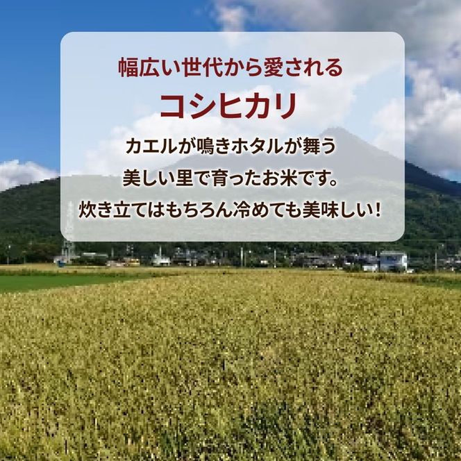【定期便 3ヶ月】令和7年産　土浦市産コシヒカリ　精米10kg　ホタルが舞う里のお米　※離島への配送不可 ※2025年9月中旬頃より順次発送予定