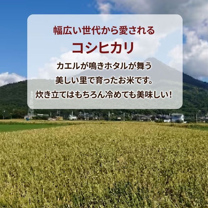 【先行予約】令和6年産 筑波山麓ホタルの里厳選米コシヒカリ5kg　透き通った大粒米　※離島への配送不可　※2024年9月上旬～2025年8月上旬頃より順次発送予定