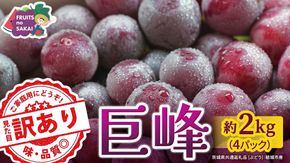 ＜ 訳あり ＞ 巨峰 4パック(約2kg)【2026年9月より発送開始】（茨城県共通返礼品 [ぶどう]：結城市産） ぶどう ご家庭用 お得 フルーツ 果物 加工用